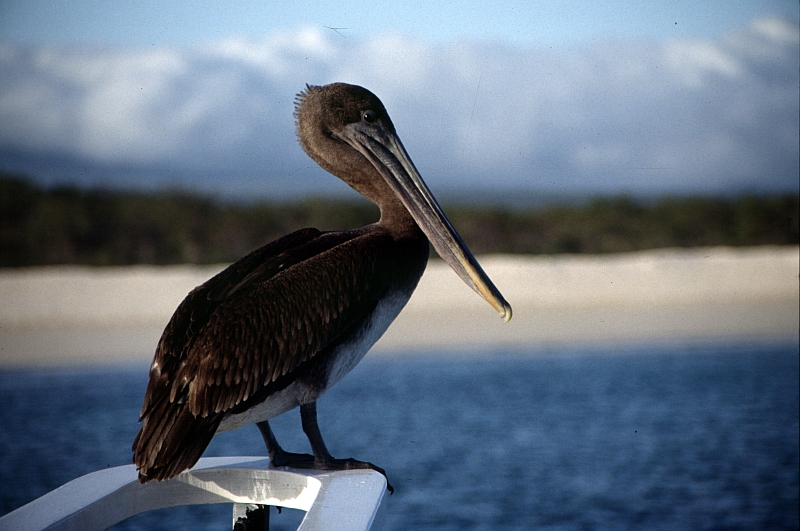 Pelikan - Galapagos